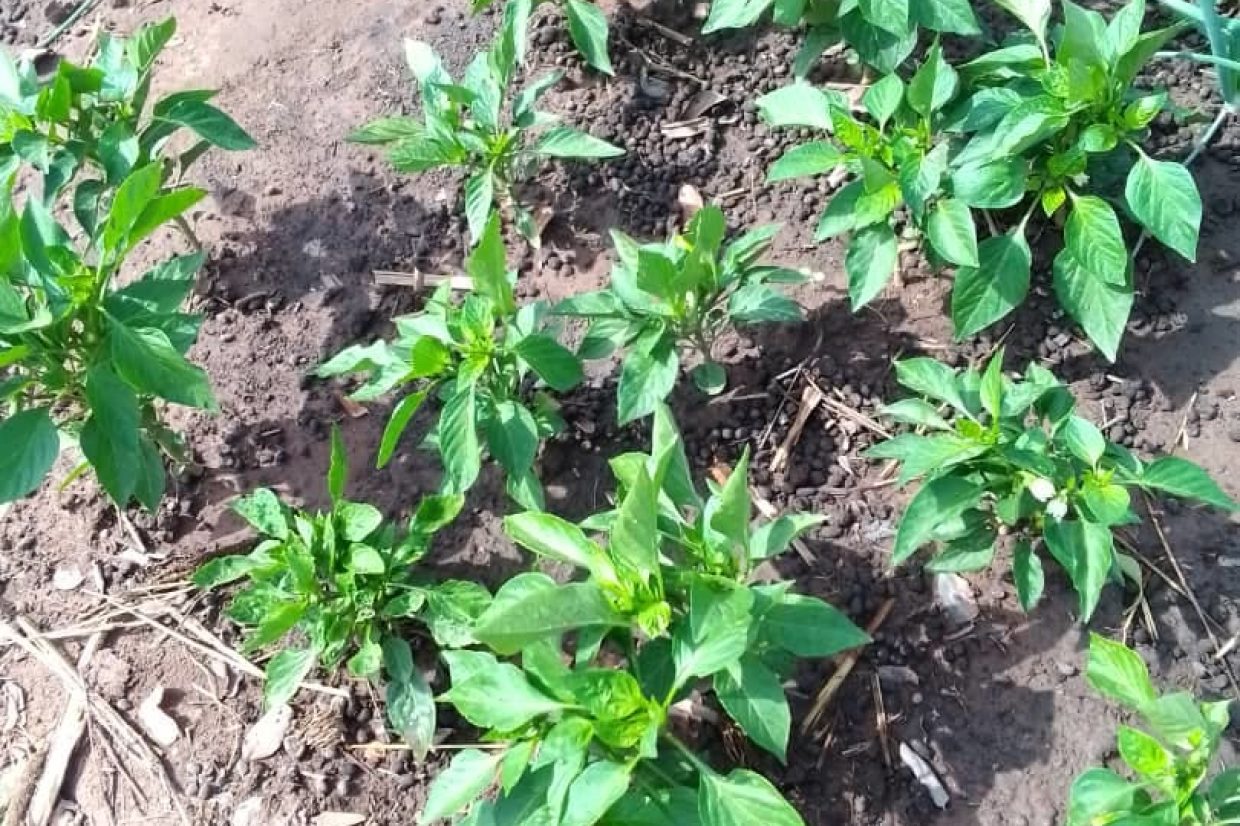 Farming Picture .jpeg